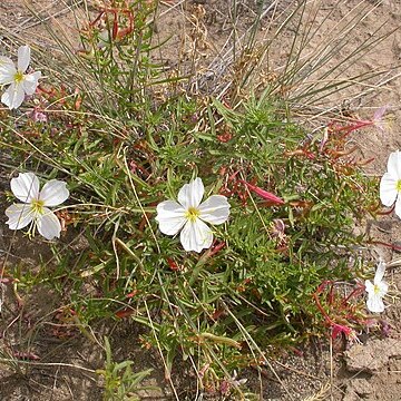 Oenothera pallida unspecified picture