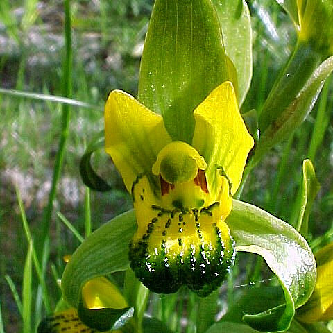 Chloraea disoides unspecified picture