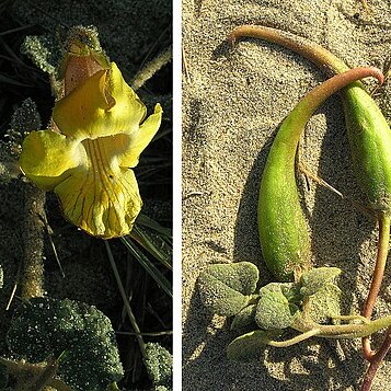 Proboscidea althaeifolia unspecified picture