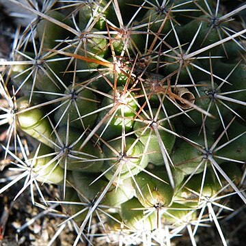 Coryphantha echinoidea unspecified picture