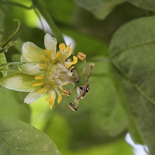 Passiflora allantophylla unspecified picture