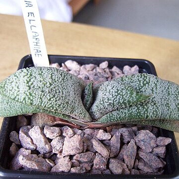 Gasteria ellaphieae unspecified picture