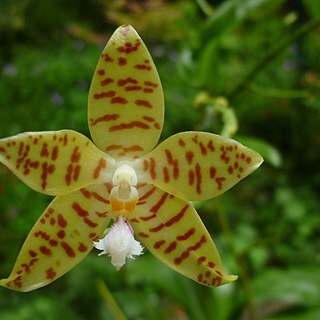 Phalaenopsis pallens unspecified picture