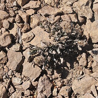 Phacelia brachyantha unspecified picture