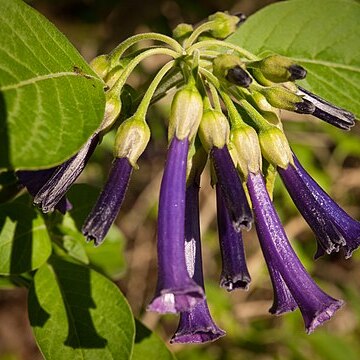 Iochroma cyaneum unspecified picture