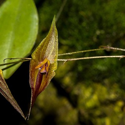 Lepanthes pastoensis unspecified picture