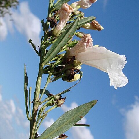 Ipomoea squamisepala o'donell unspecified picture