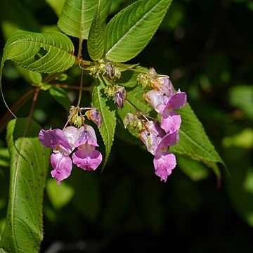 Impatiens sulcata unspecified picture