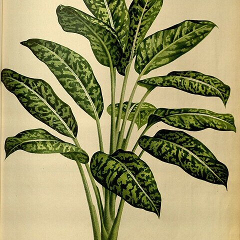 Dieffenbachia antioquensis unspecified picture