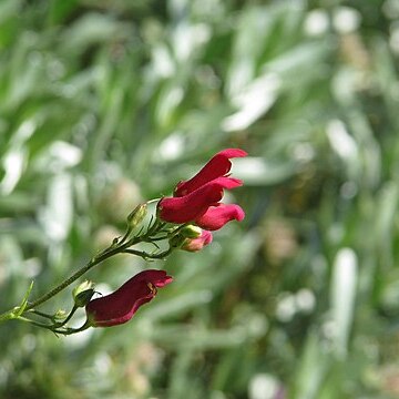 Scrophularia macrantha unspecified picture