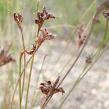 Schoenus ericetorum unspecified picture