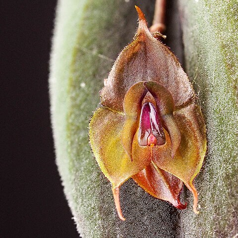 Lepanthes cincinnata unspecified picture