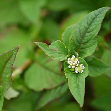 Persicaria nepalensis unspecified picture