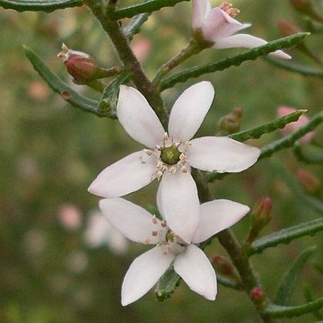 Philotheca scabra unspecified picture