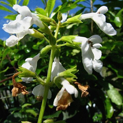 Phyllostegia electra unspecified picture