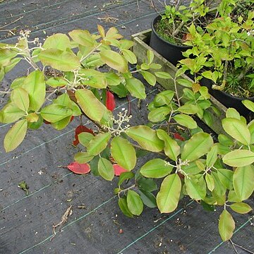 Photinia prionophylla unspecified picture