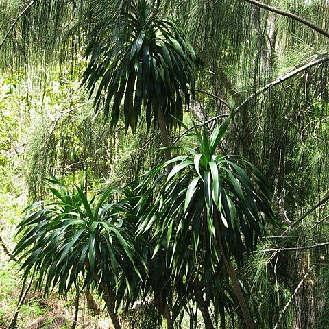 Dracaena halapepe unspecified picture