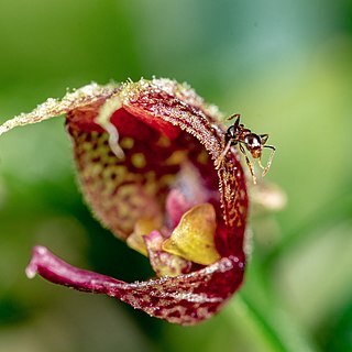 Scaphosepalum rapax unspecified picture