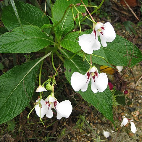 Impatiens tinctoria unspecified picture