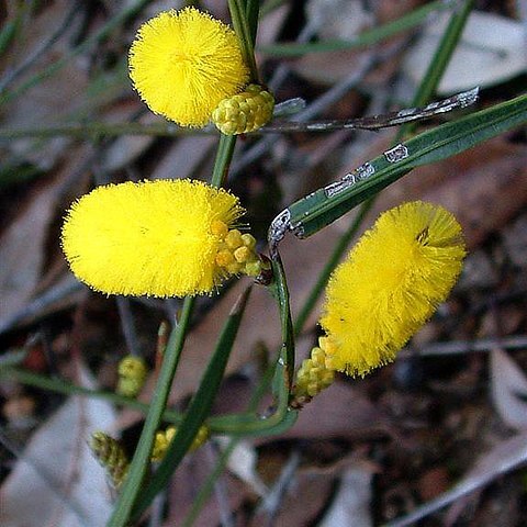 Acacia anomala unspecified picture