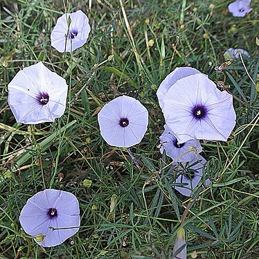 Ipomoea ternifolia unspecified picture