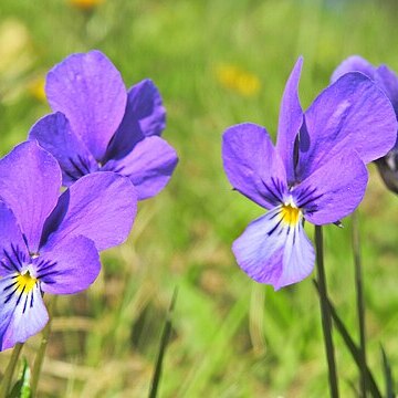 Viola declinata unspecified picture