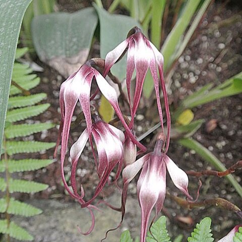 Maxillaria lepidota unspecified picture