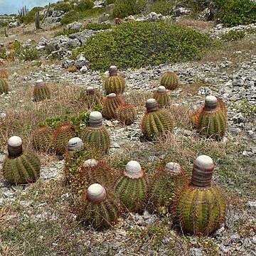 Melocactus macracanthos unspecified picture