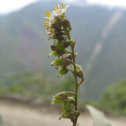 Fosterella petiolata unspecified picture