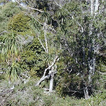 Dracaena aurea unspecified picture