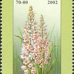 Eremurus hilariae unspecified picture