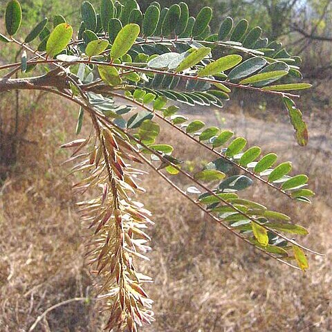 Picramniaceae unspecified picture