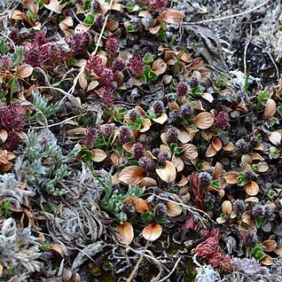 Salix phlebophylla unspecified picture