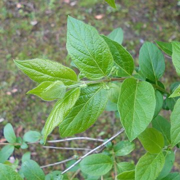 Lonicera ruprechtiana unspecified picture