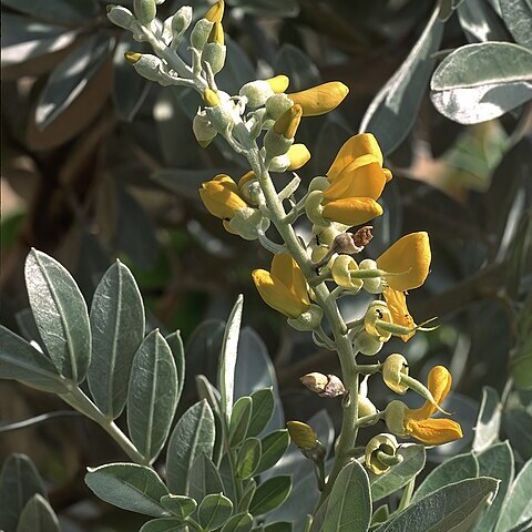 Sophora inhambanensis unspecified picture