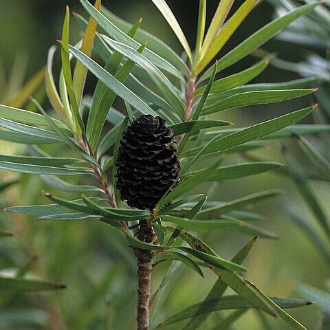 Leucadendron pondoense unspecified picture