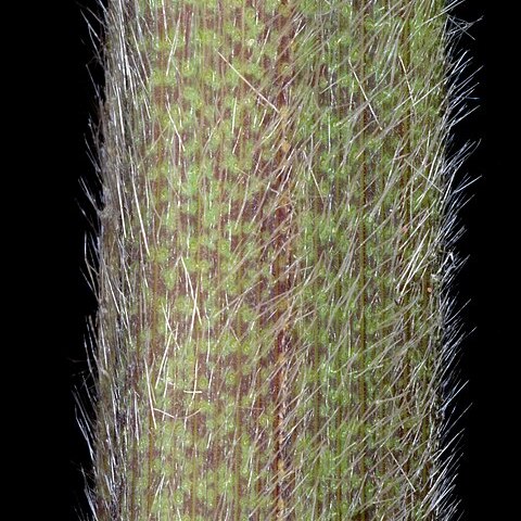 Echinochloa walteri unspecified picture