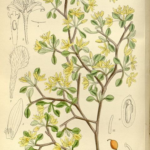 Corokia cotoneaster unspecified picture