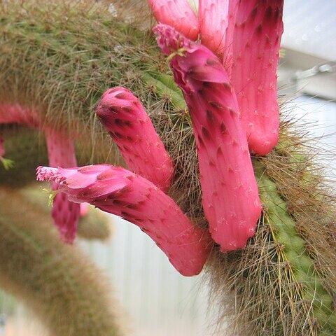 Cleistocactus brookeae subsp. vulpis-cauda unspecified picture