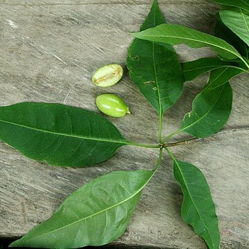 Rauvolfia polyphylla unspecified picture