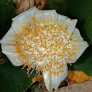 Haemanthus deformis unspecified picture