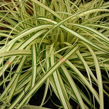 Carex hachijoensis unspecified picture