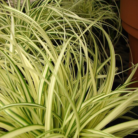 Carex hachijoensis unspecified picture