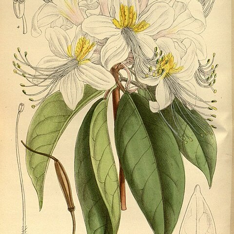 Rhododendron stamineum unspecified picture