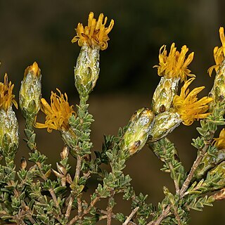 Pteronia glomerata unspecified picture