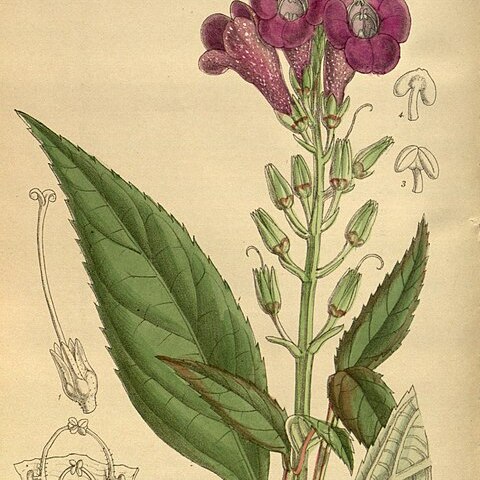 Artanema longifolium unspecified picture