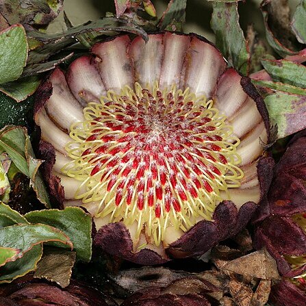 Protea amplexicaulis unspecified picture