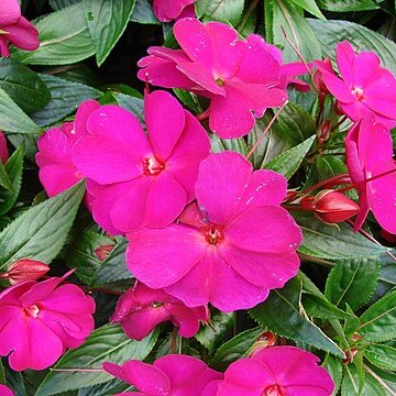 Impatiens hawkeri unspecified picture