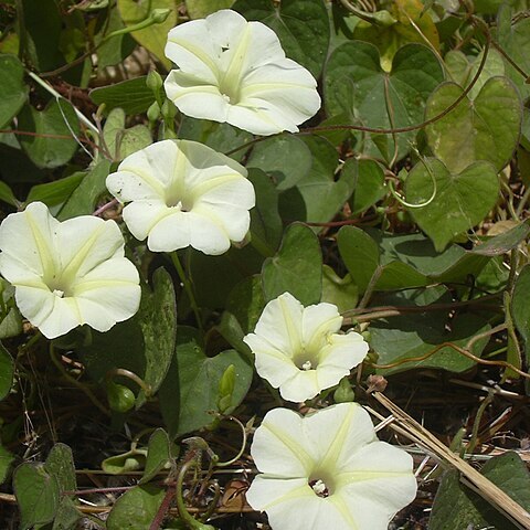 Ipomoea acanthocarpa unspecified picture