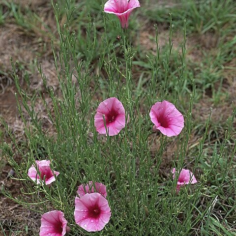 Ipomoea oenotheroides unspecified picture